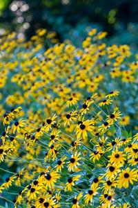 Close-up of yellow flowers on field