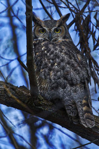 Low angle view of owl perching on branch