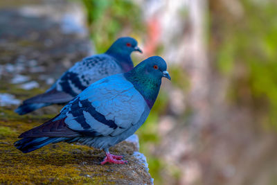 Close-up of birds perching on rock