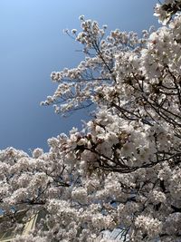 Low angle view of cherry blossoms against sky