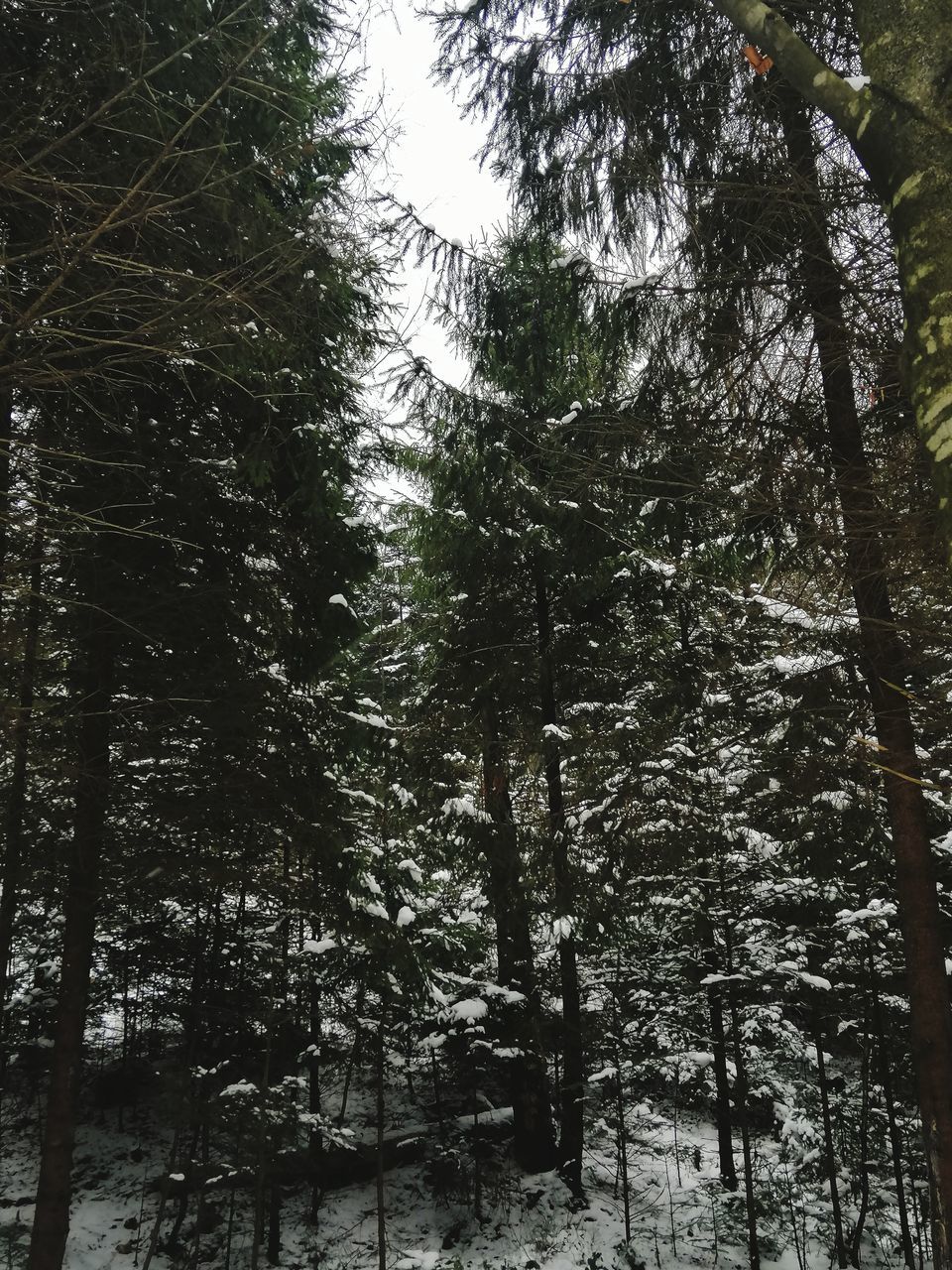 tree, plant, forest, land, growth, natural environment, woodland, nature, beauty in nature, tranquility, no people, snow, branch, wilderness, non-urban scene, day, winter, scenics - nature, tranquil scene, low angle view, coniferous tree, tree trunk, trunk, pinaceae, outdoors, pine tree, environment, pine woodland, cold temperature, sky