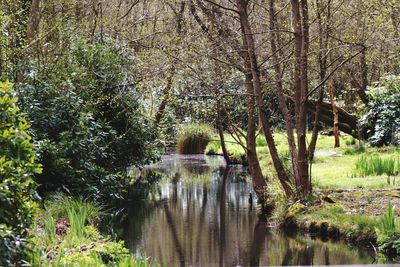 Trees and plants in water