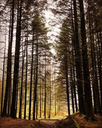 Low angle view of trees in forest