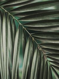 Full frame shot of palm leaves