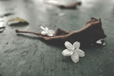 Close-up of frangipani on table