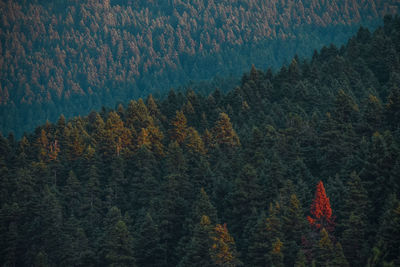 Pine trees in forest during autumn