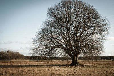 Bare tree on field against sky