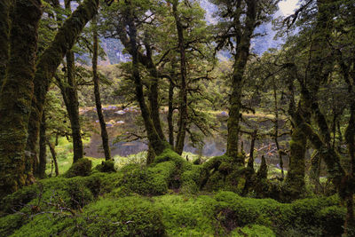 Trees in forest