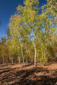 Trees in forest during autumn