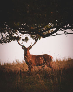 Deer standing on field