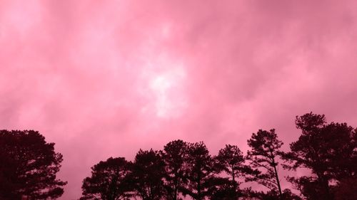 Low angle view of silhouette trees against sky