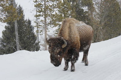 American bison standing on snow covered field