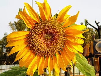 Close-up of sunflower