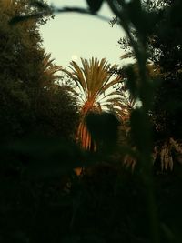 Palm trees against sky