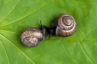 Close-up of snail on leaves