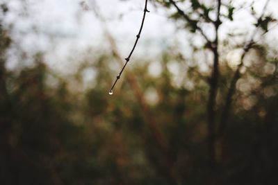 Close-up of wet plant