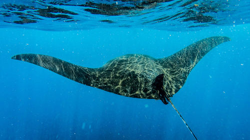 Turtle swimming in sea