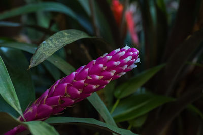 Close-up of butterfly on plant