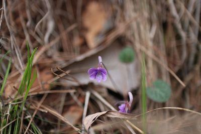 Close-up of purple crocus blooming outdoors