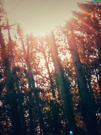 Sunlight streaming through trees in forest