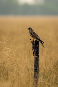 Bird perching on wooden post