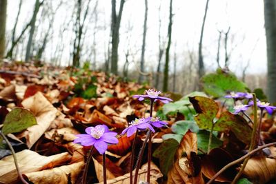 Close-up of purple flowering plant on field