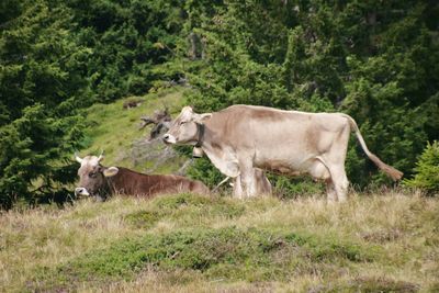 Cows on field against trees