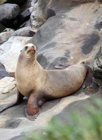 High angle view of sea lion