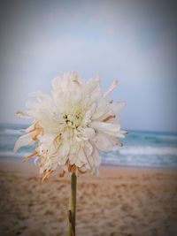 Close-up of flower on beach against sky