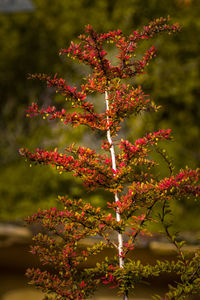 Close-up of pink flowers blooming on tree