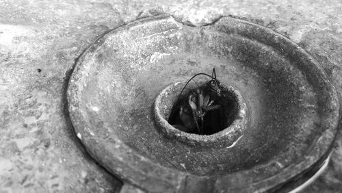 Close-up of turtle in water