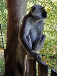 Monkey sitting in a forest