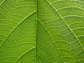 Macro shot of green leaf