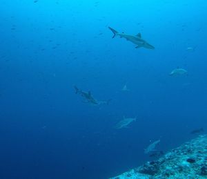 Fish swimming in sea