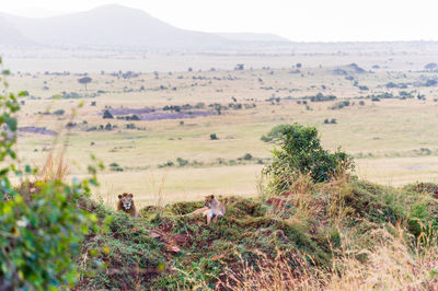 Scenic view of resting lions on a hill