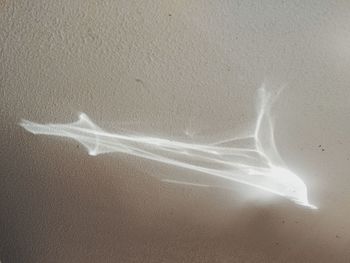 Close-up of feather against white background