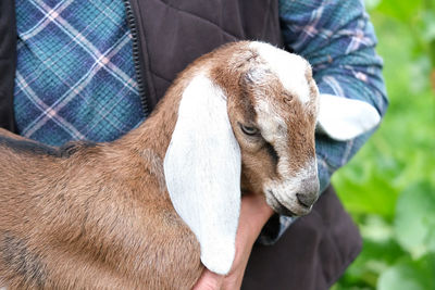 Midsection of man with goat