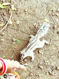 High angle view of hands on land