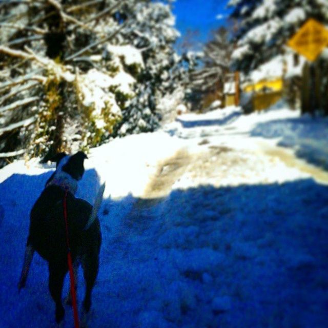 domestic animals, snow, animal themes, winter, cold temperature, pets, one animal, season, mammal, dog, weather, street, walking, nature, covering, focus on foreground, outdoors, white color, day, frozen