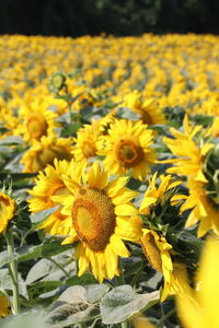 Close-up of sunflowers on field