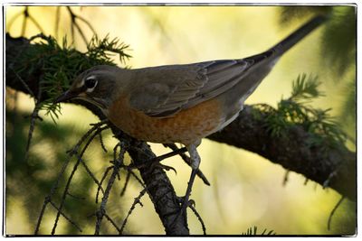 Close-up of bird perching on branch