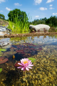 Close-up of lotus water lily in lake