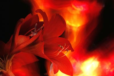 Close-up of red rose flower