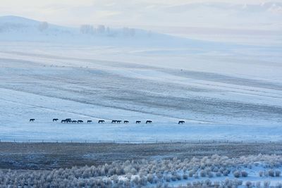 Silhouette horses on snowcapped field during winter
