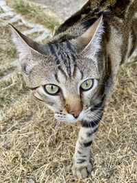 Close-up portrait of tabby cat
