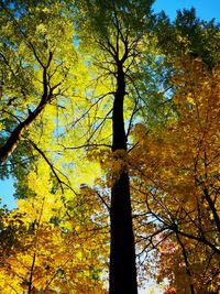 Low angle view of autumnal trees