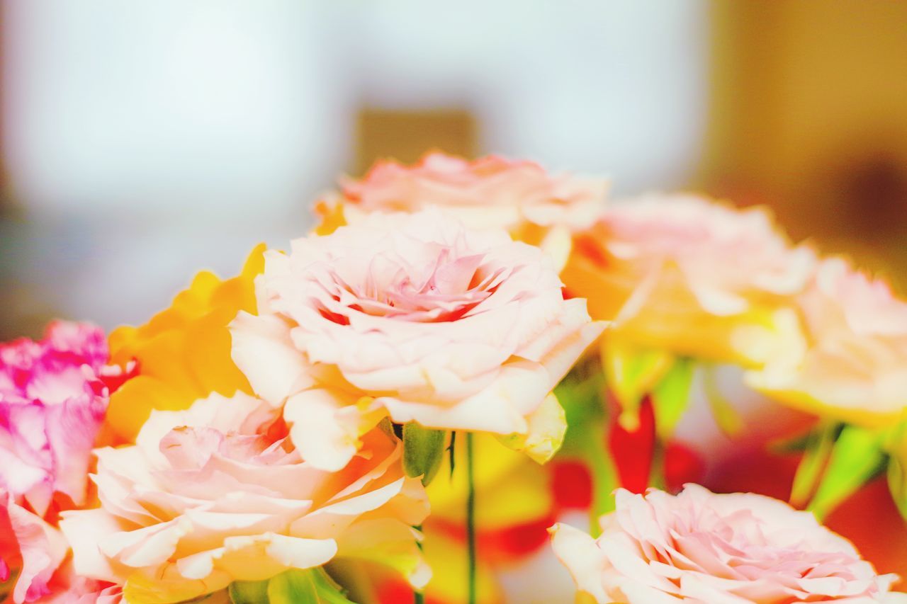 flowering plant, flower, beauty in nature, plant, freshness, petal, fragility, vulnerability, close-up, flower head, inflorescence, nature, focus on foreground, pink color, no people, growth, selective focus, day, outdoors, white color, flower arrangement, bouquet, bunch of flowers