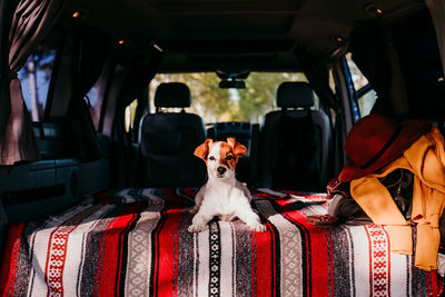 Portrait of dog sitting in van