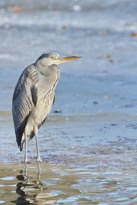 Grey heron on ice