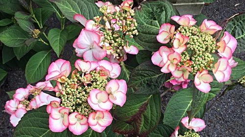 Close-up of pink flowers